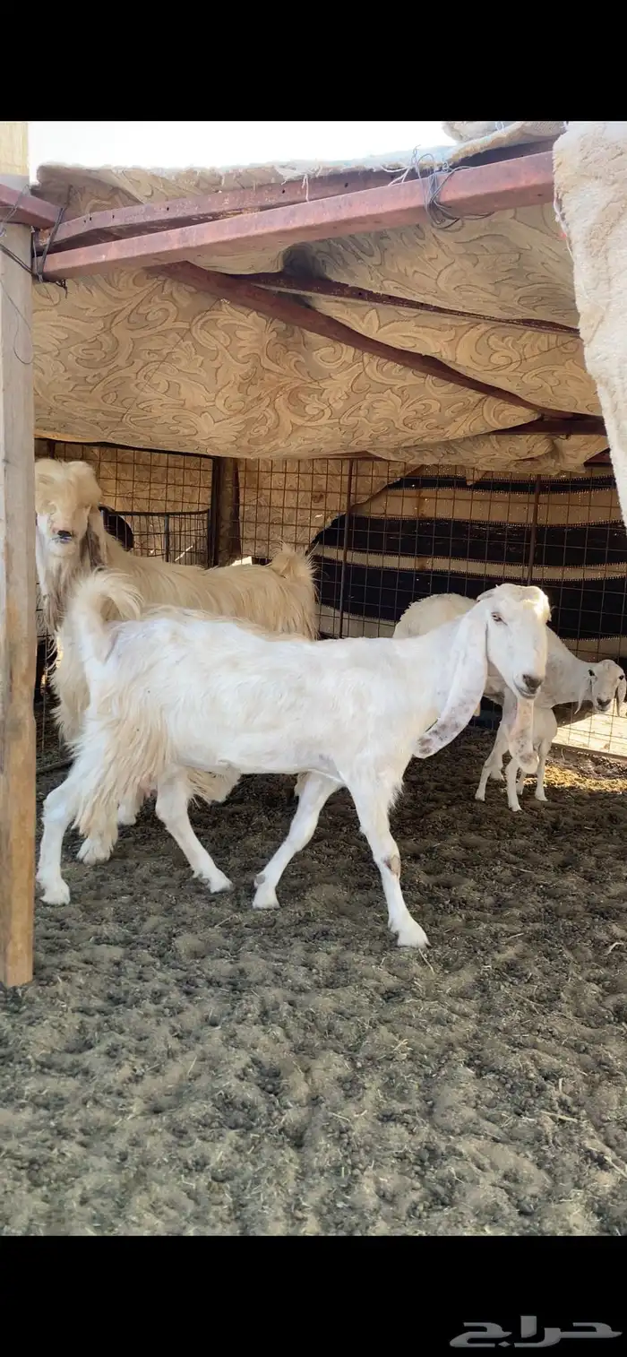 تيس فحل فاخخر وعنز دافع 3