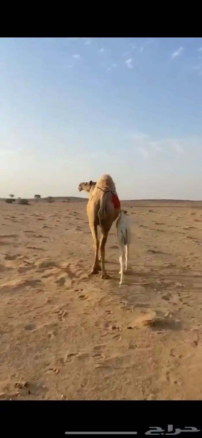 البيع خلفه 2