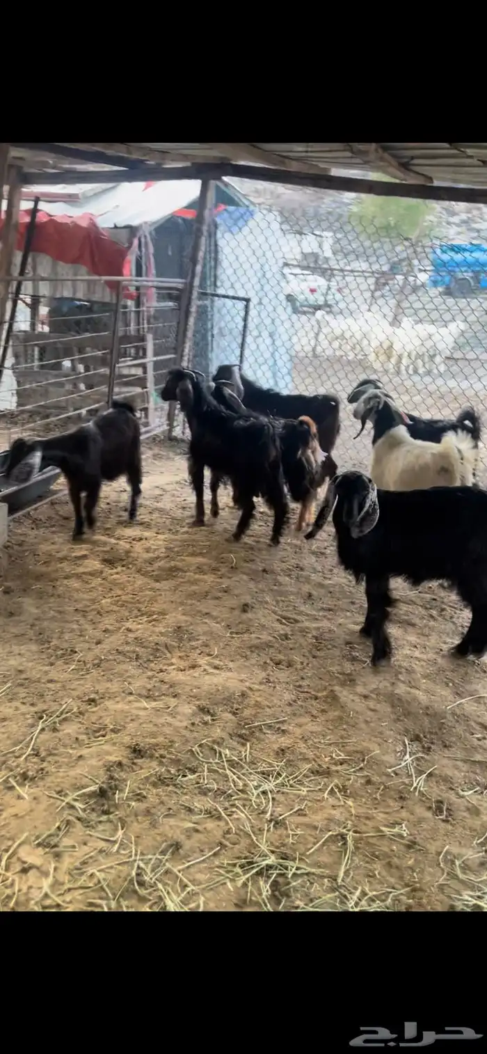 تيوس وجفارت للبيع جمله وتفريد 2