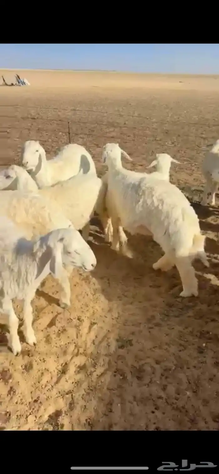 ذبايح حري تابي وتمارا 0