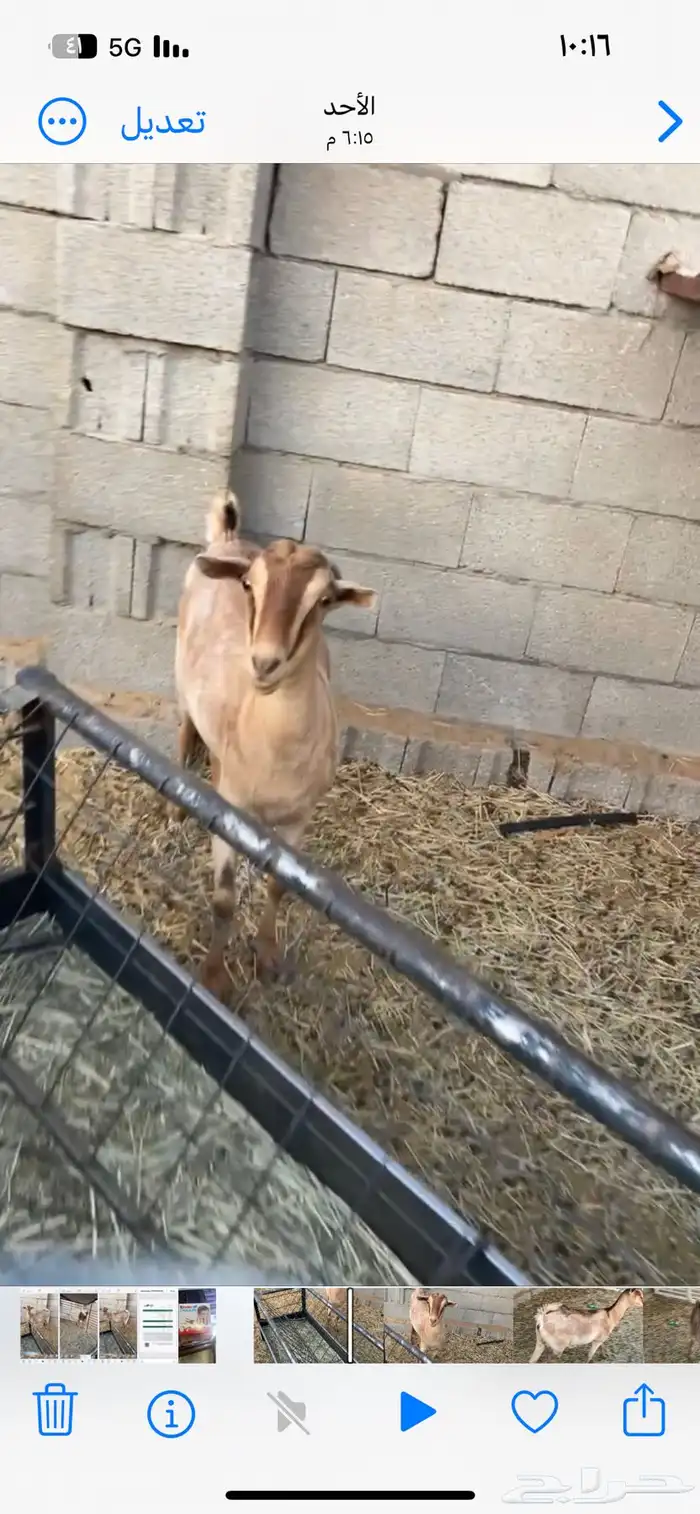 عنز جنوبيه 0