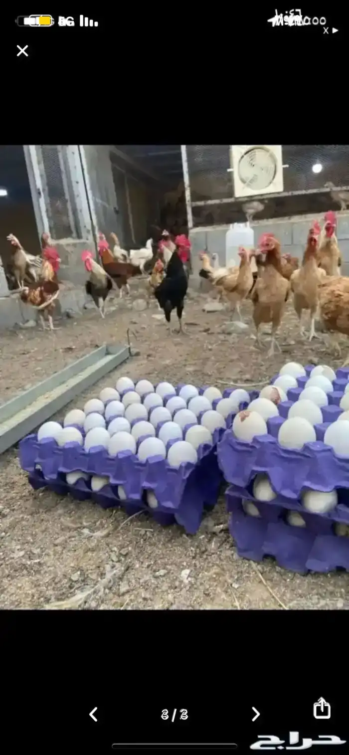 بيض بلدي مخصب نظيف 1