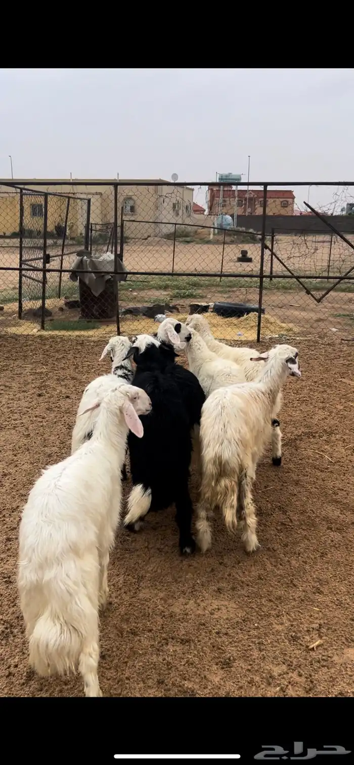 خرفان ورخال 2