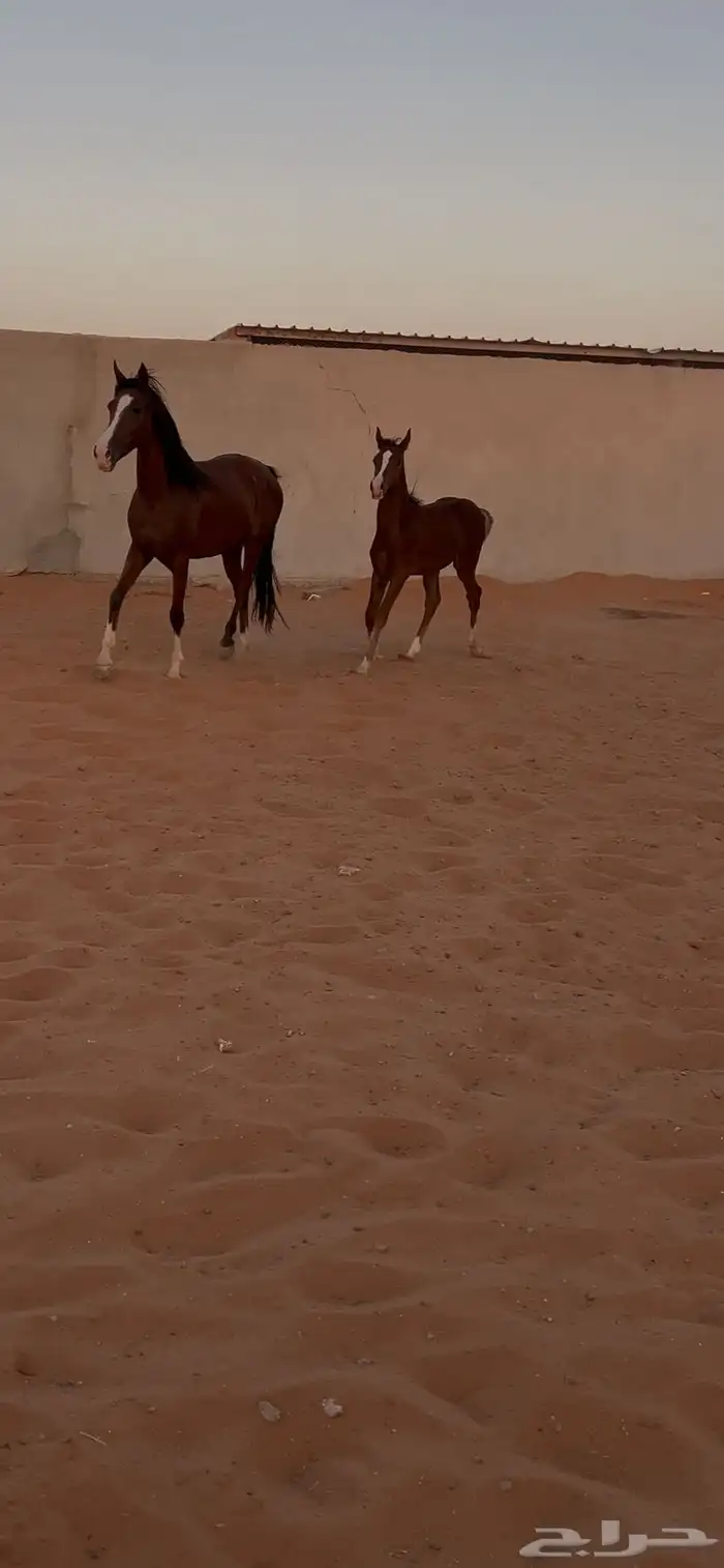 للبيع فرس عربيه 1