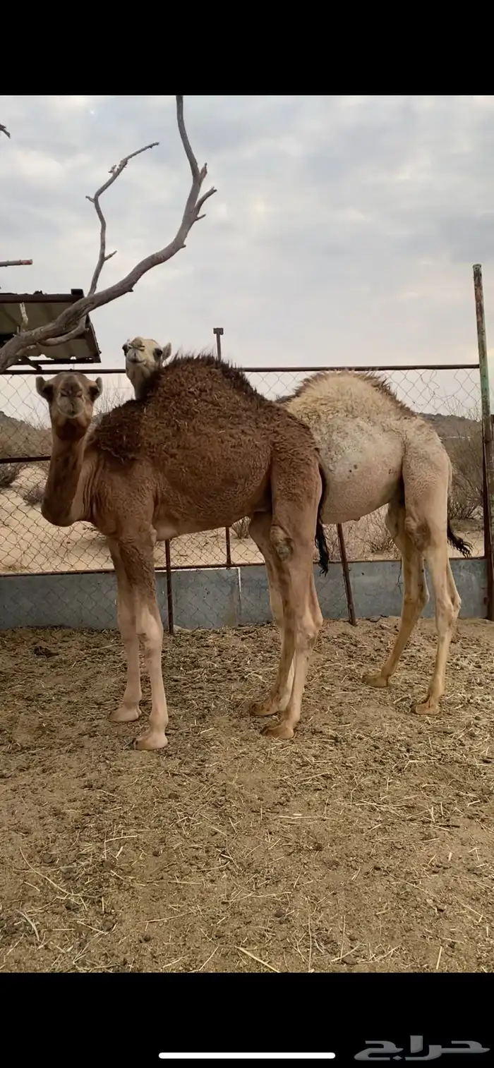 قعودين مفاريد مسكته 0