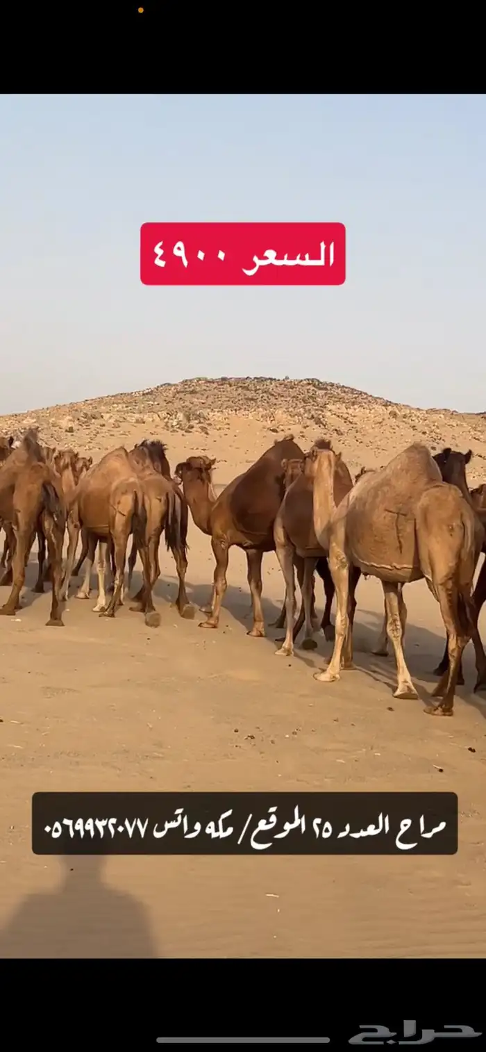 ابل نياق سواحل(( تم البيع )) 2