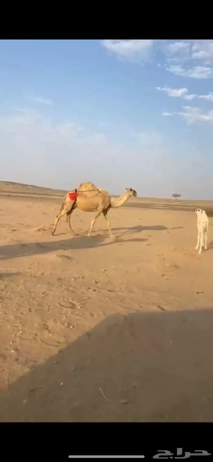 البيع خلفه 0