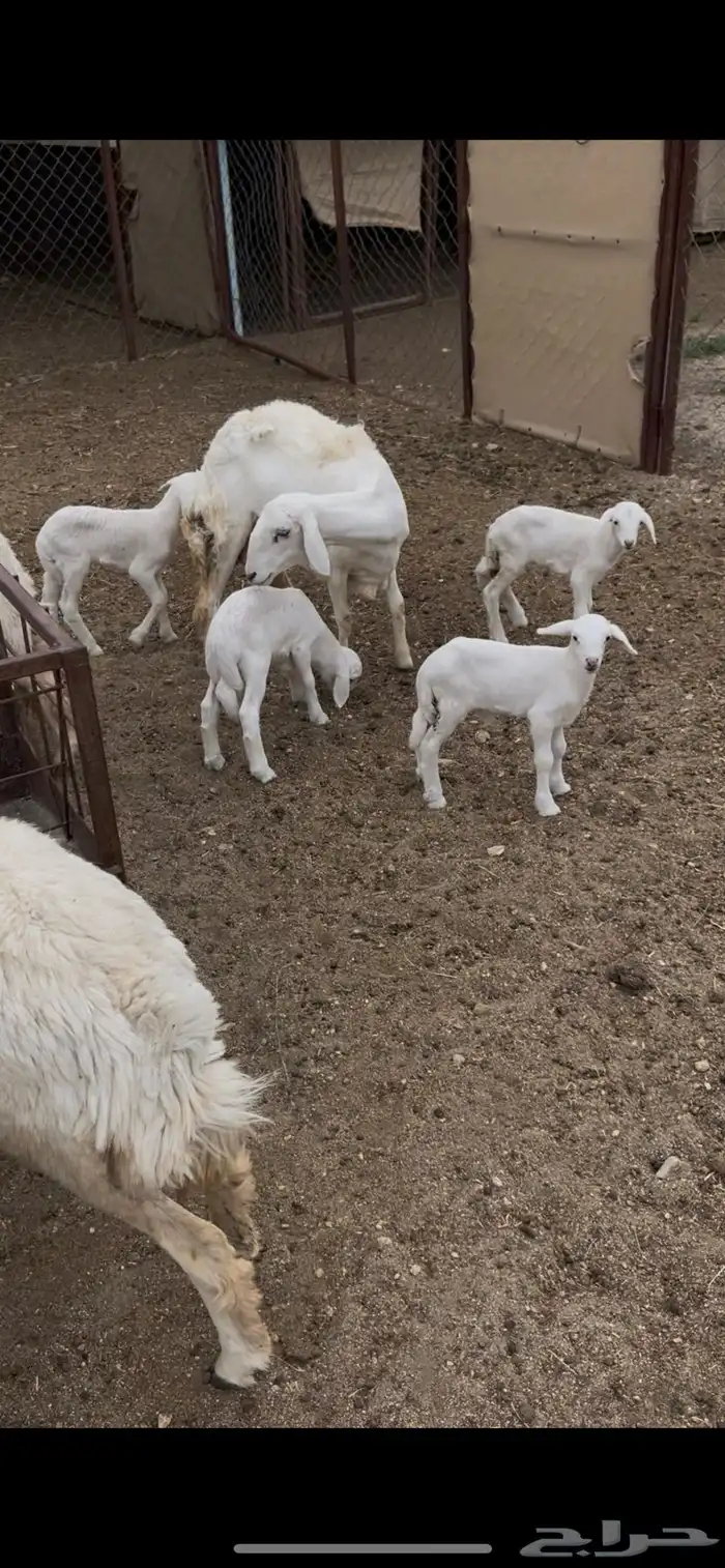 رخال ولد 5 عليها 6(مبيوعه) 6