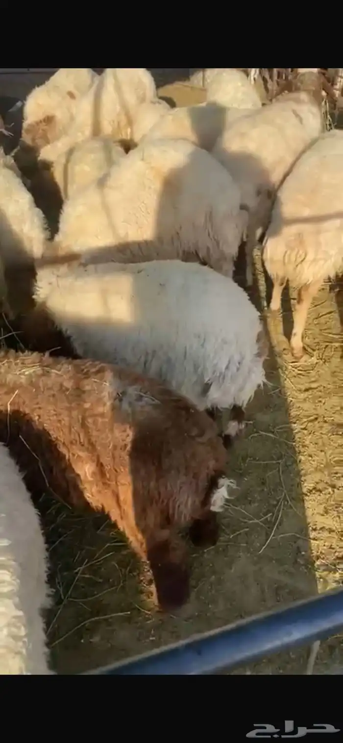 غنم 0