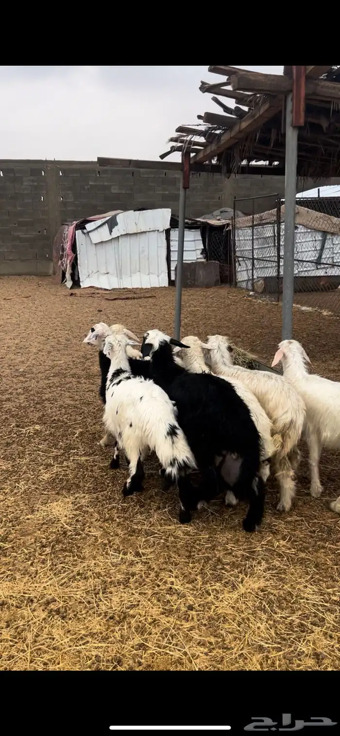 خرفان ورخال 1