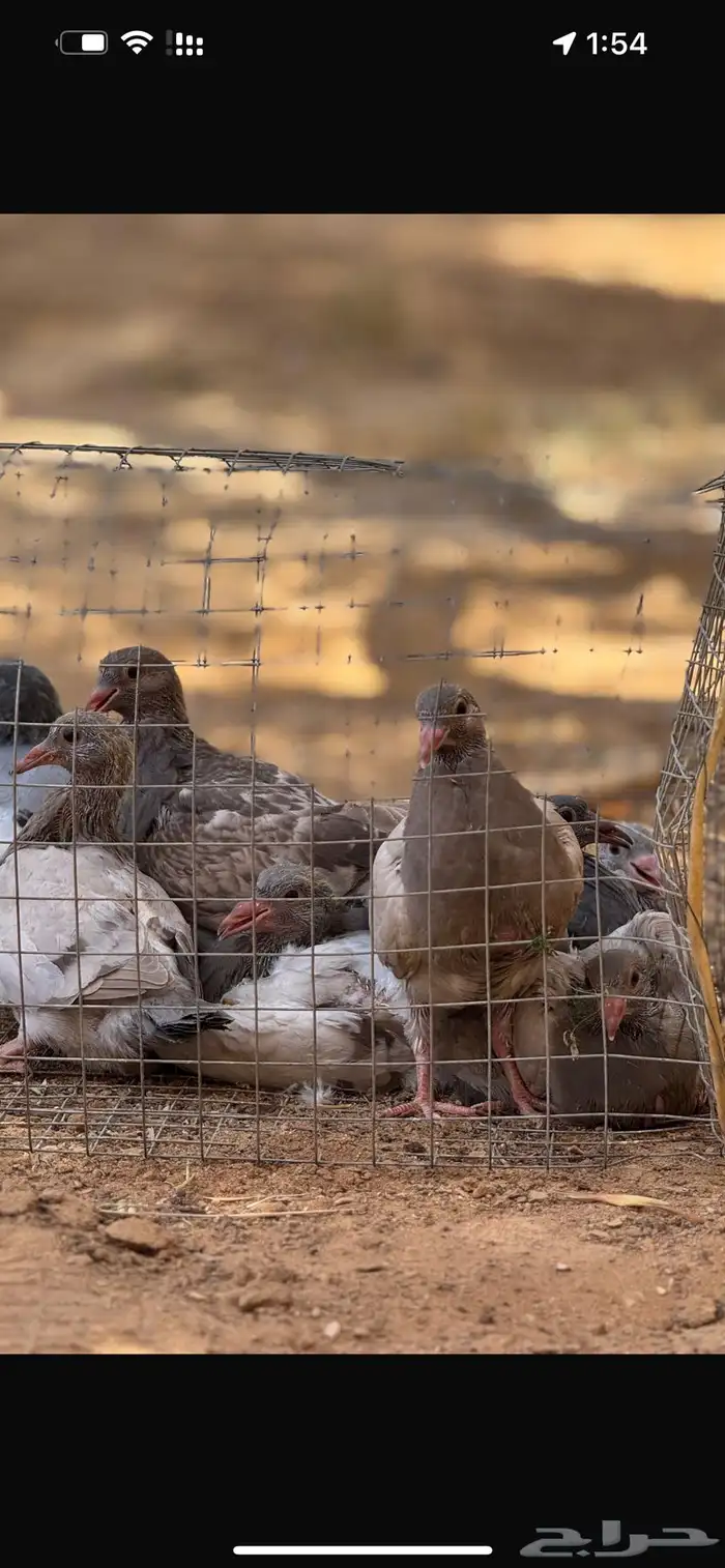 زغاليل سلفر 2