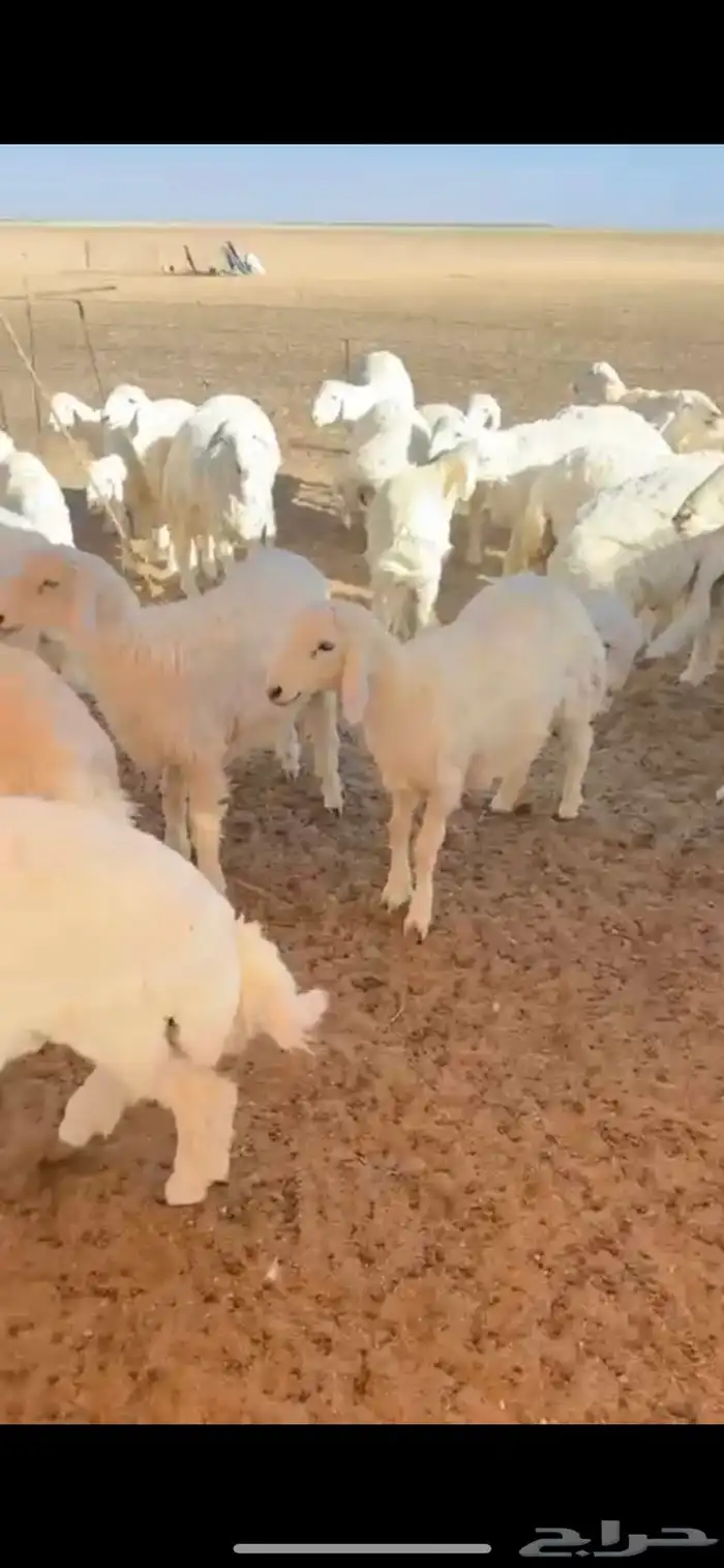 ذبايح حري تابي وتمارا 2