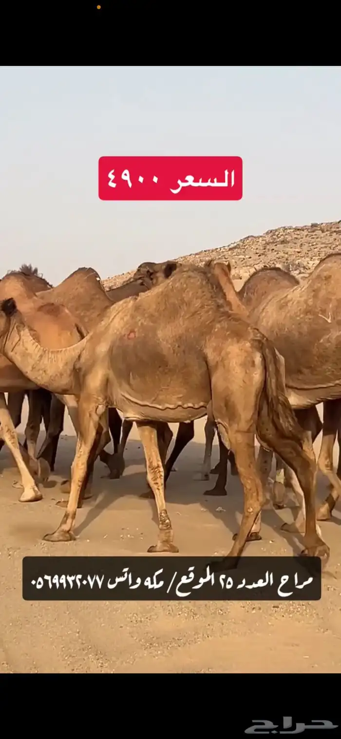 ابل نياق سواحل(( تم البيع )) 6