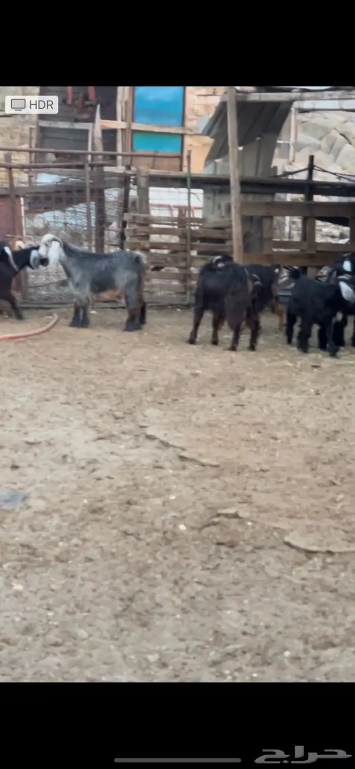 تيوس وجفارت للبيع جمله وتفريد 1