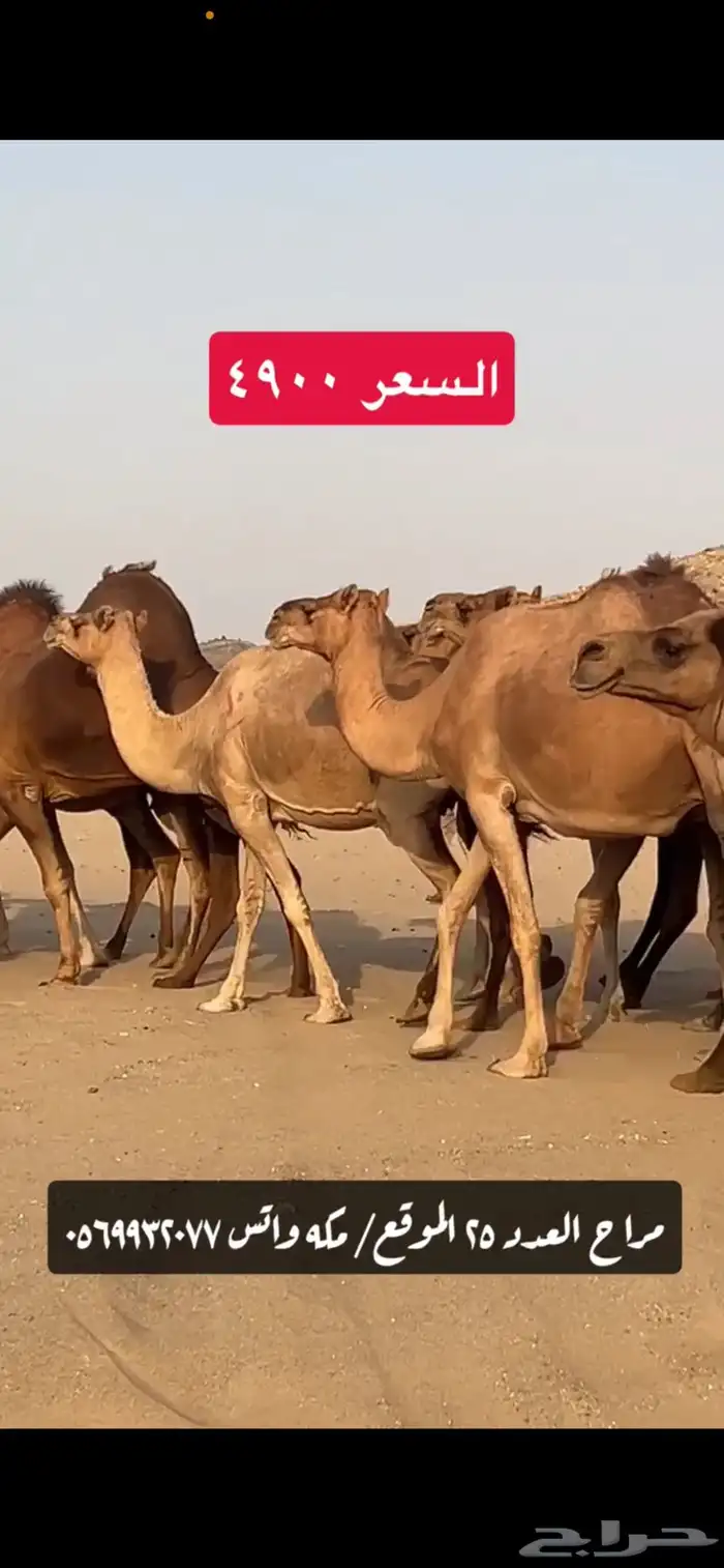 ابل نياق سواحل(( تم البيع )) 3