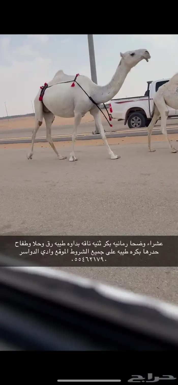 عشرا وضحا ثنيه معها بكره 0