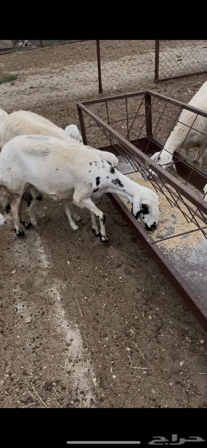 رخال ولد 5 عليها 6(مبيوعه) 2