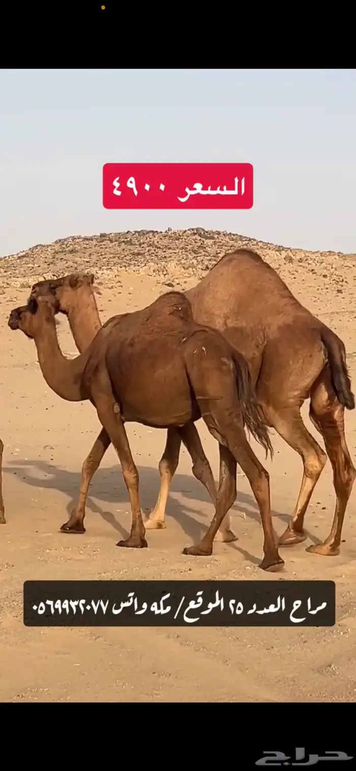 ابل نياق سواحل(( تم البيع )) 8