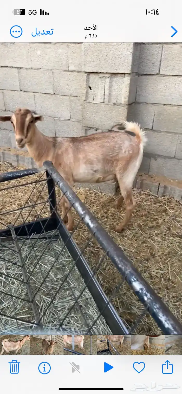 عنز جنوبيه 3