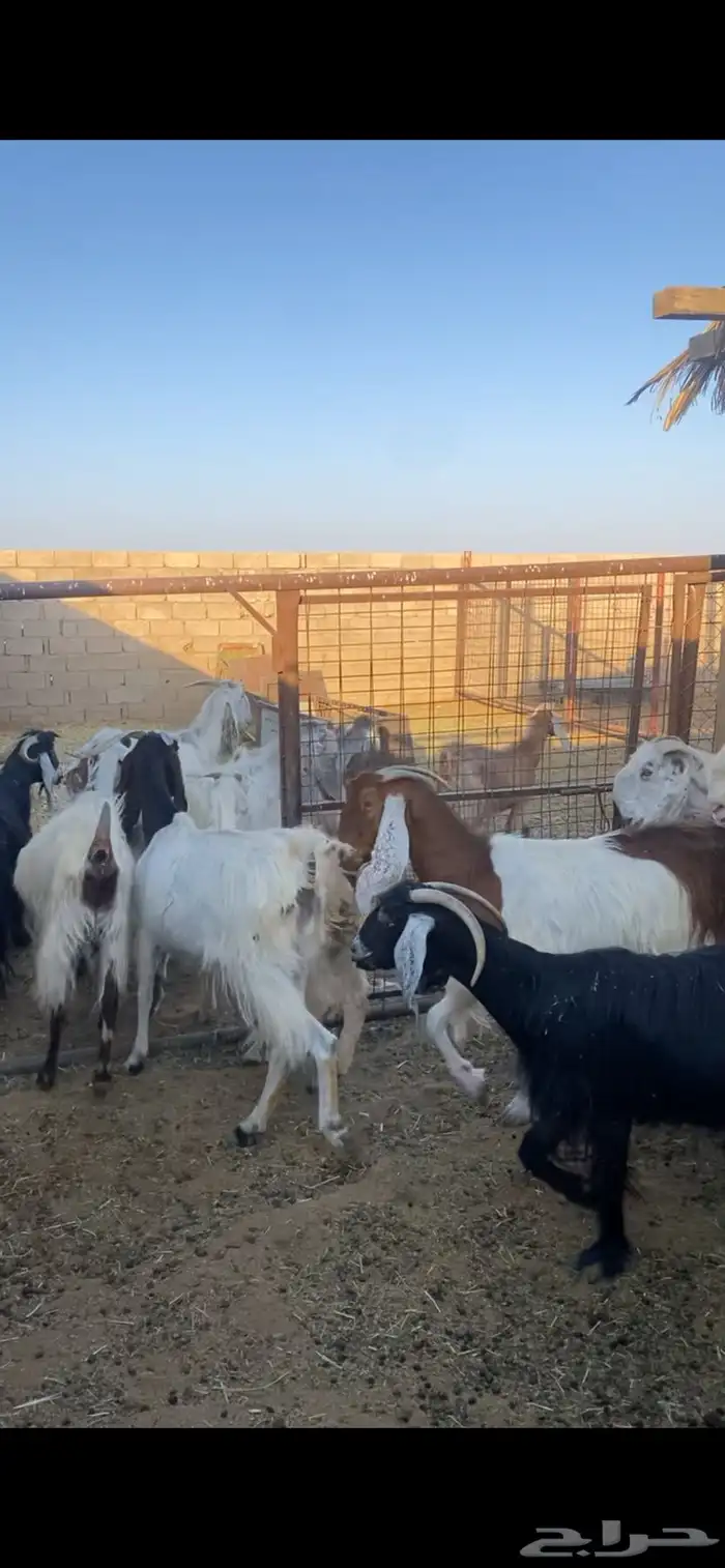 معزا مراح مشروكه 3