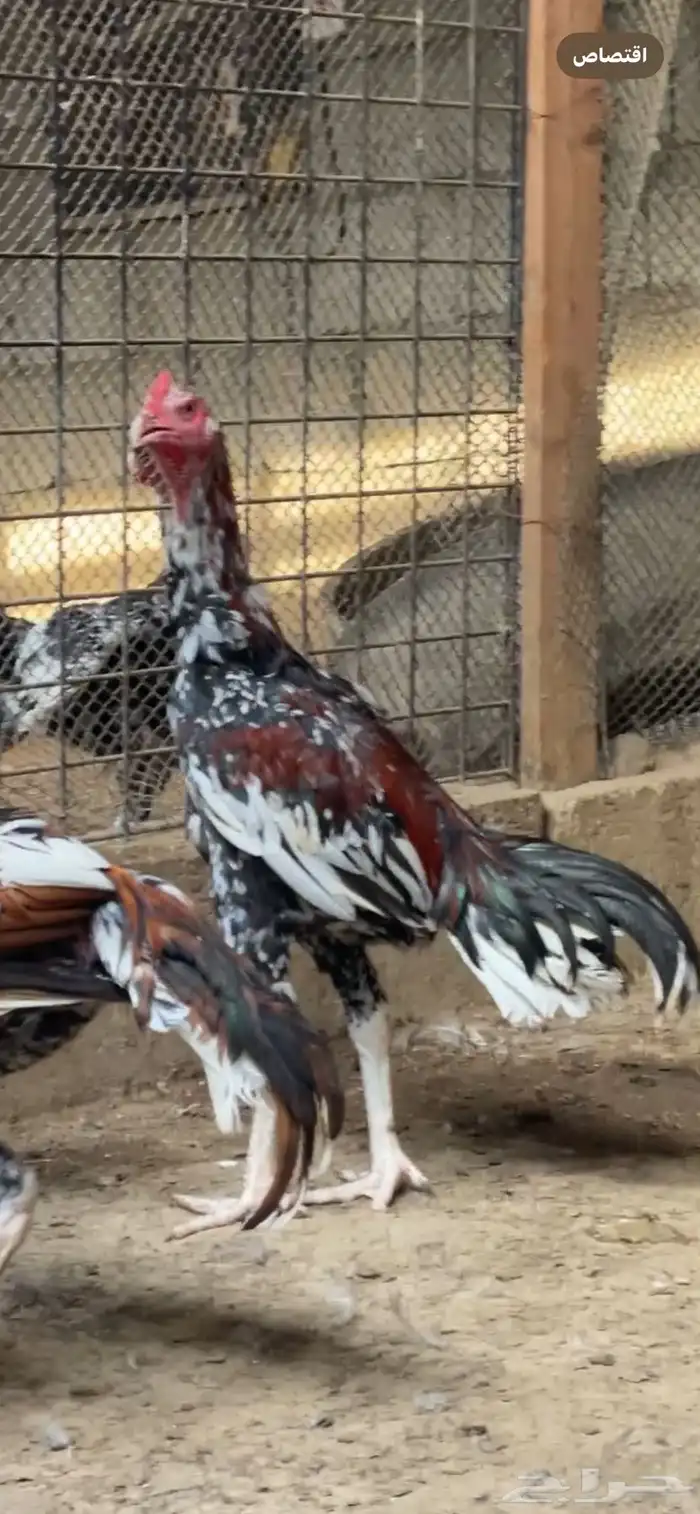 للبيع ديوك سندي 0