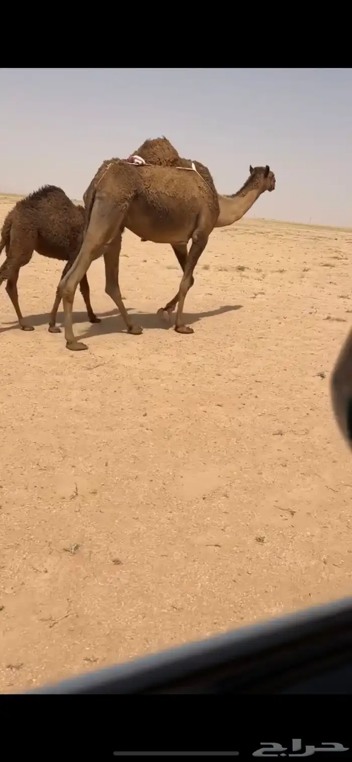 ابل منوت الي بيظرب 5