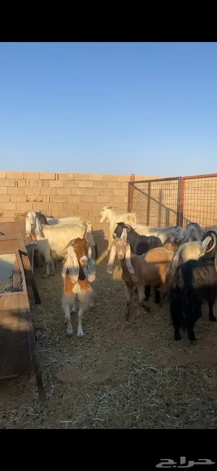 معزا مراح مشروكه 0
