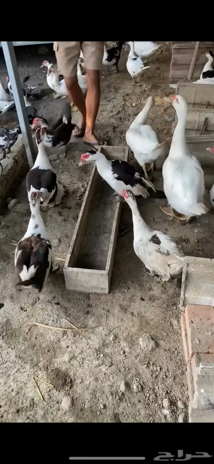 بط بطه 0