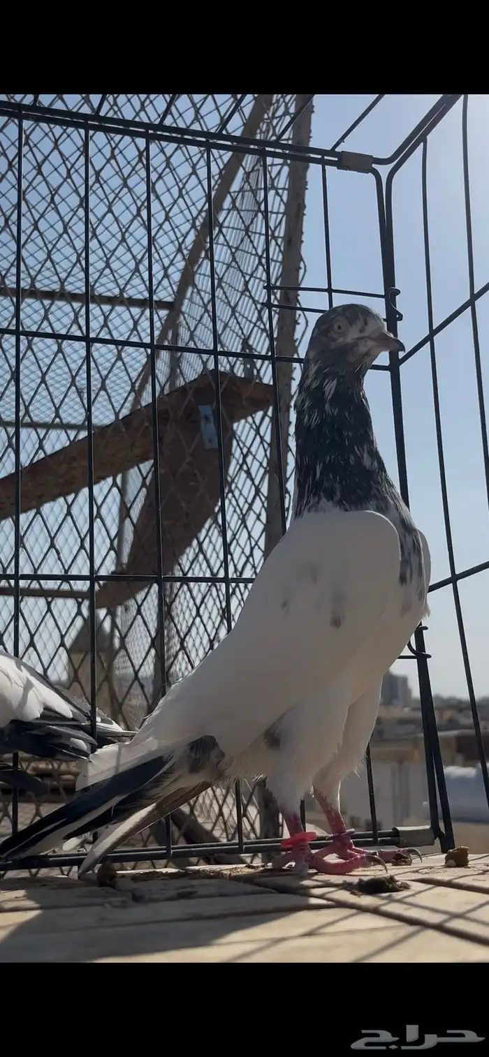 حمام باكستاني سخي تم البيع الله يبارك لك لي المشتري 1