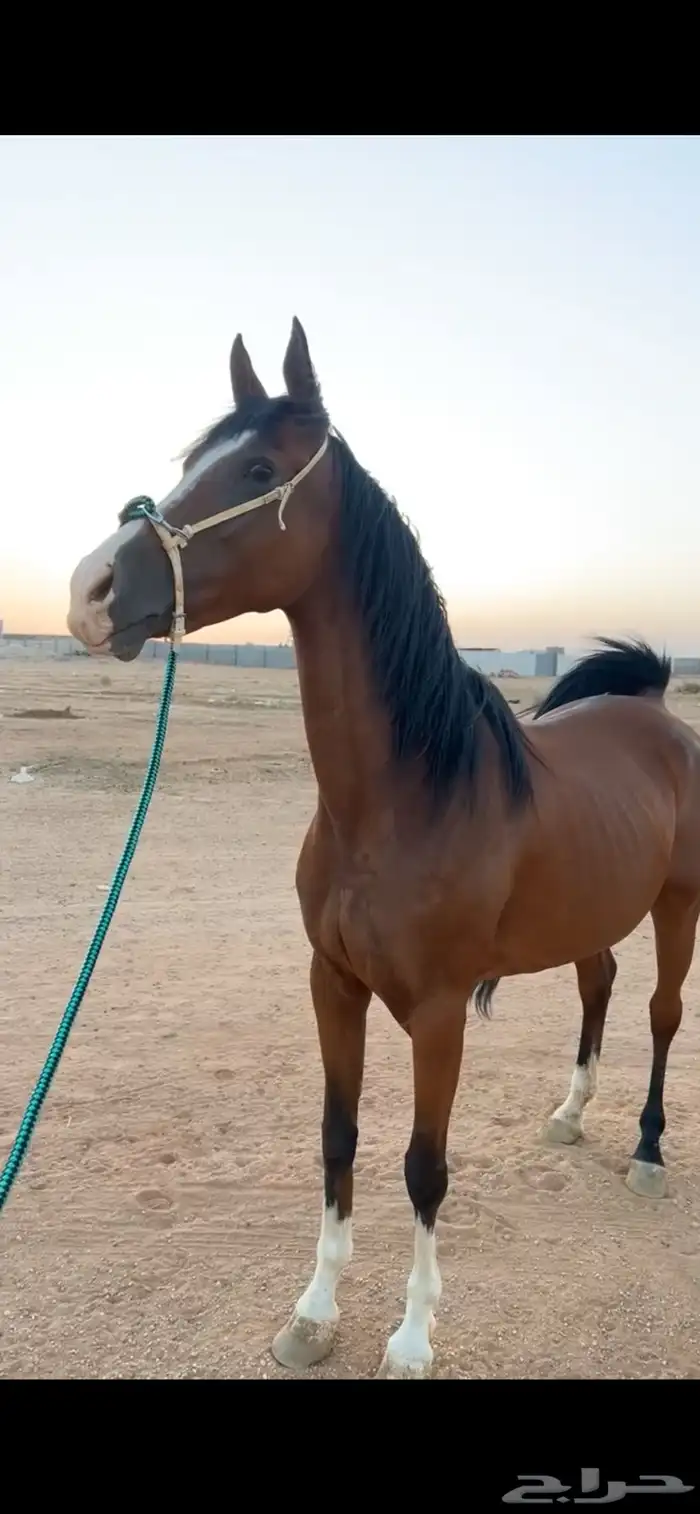 للبيع فرس عربيه 2