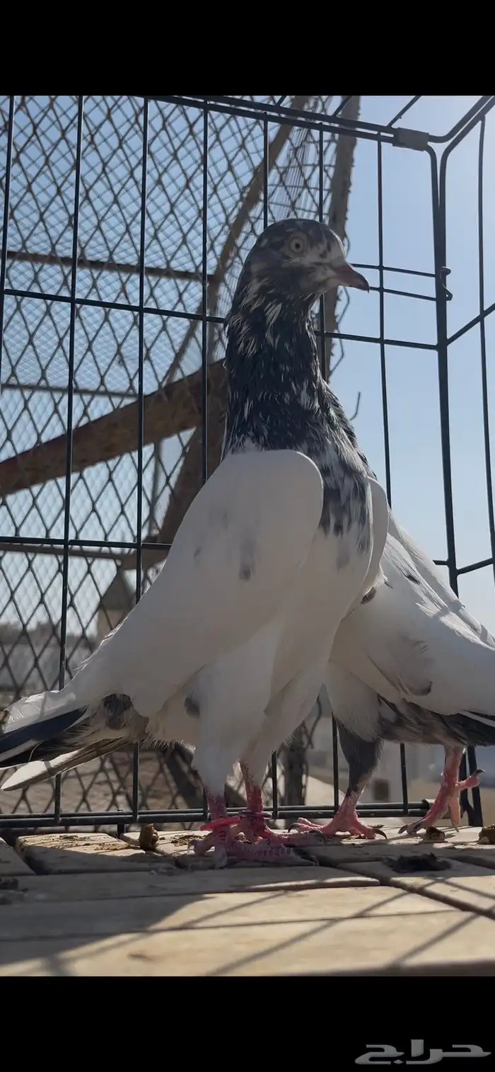 حمام باكستاني سخي تم البيع الله يبارك لك لي المشتري 3