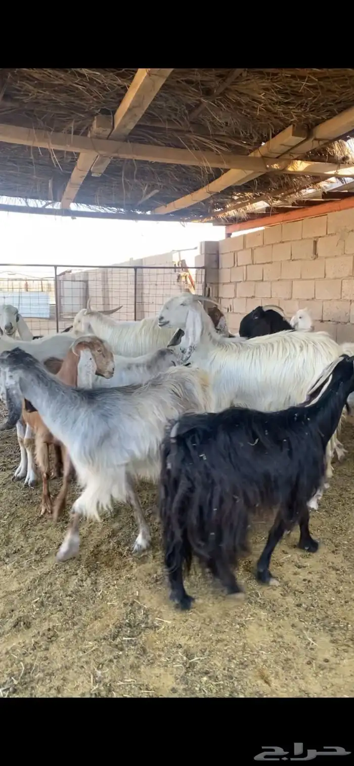 معزا مراح مشروكه 2