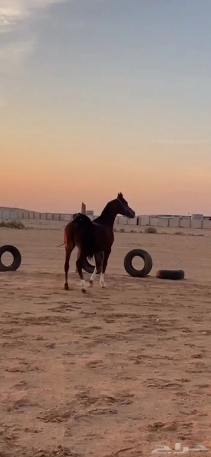 للبيع فرس عربيه 0
