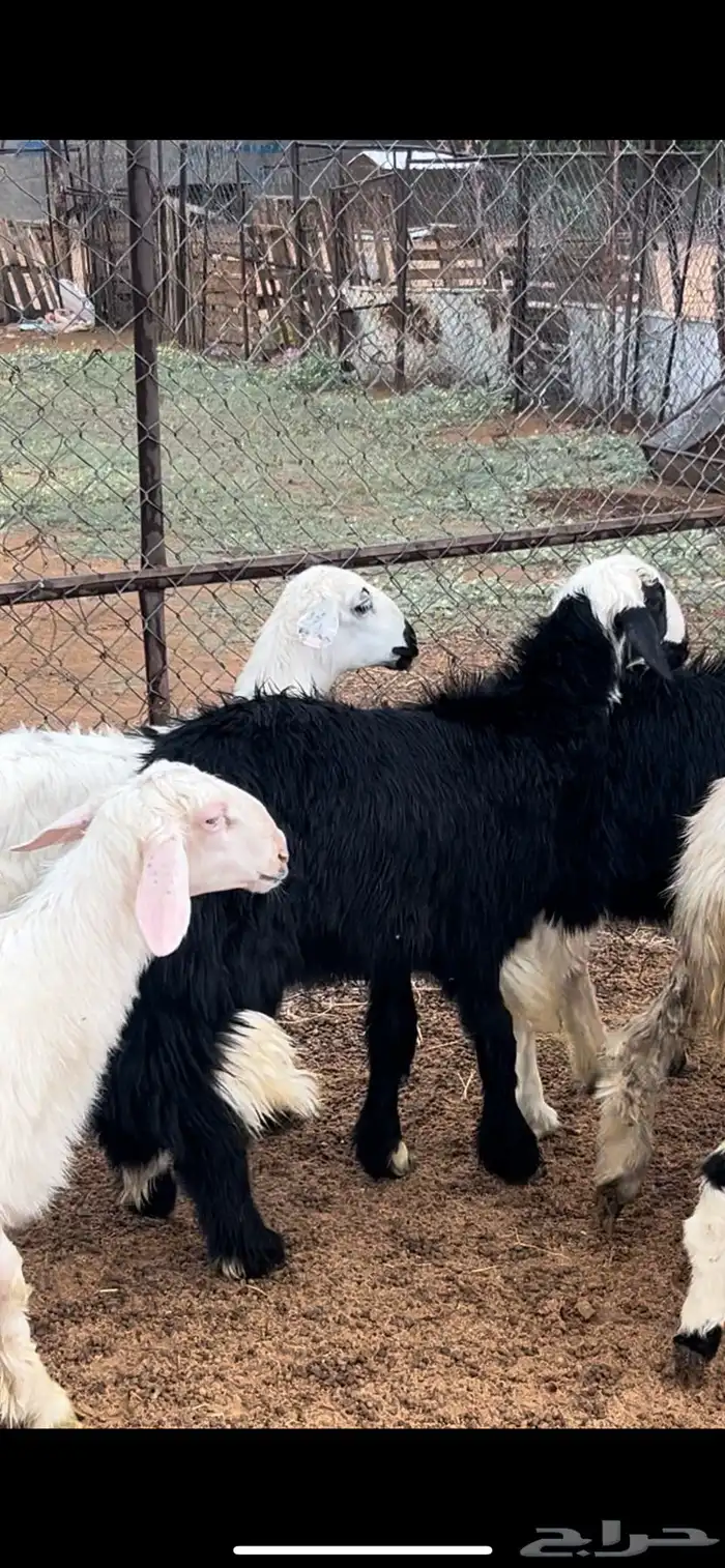 خرفان ورخال 0