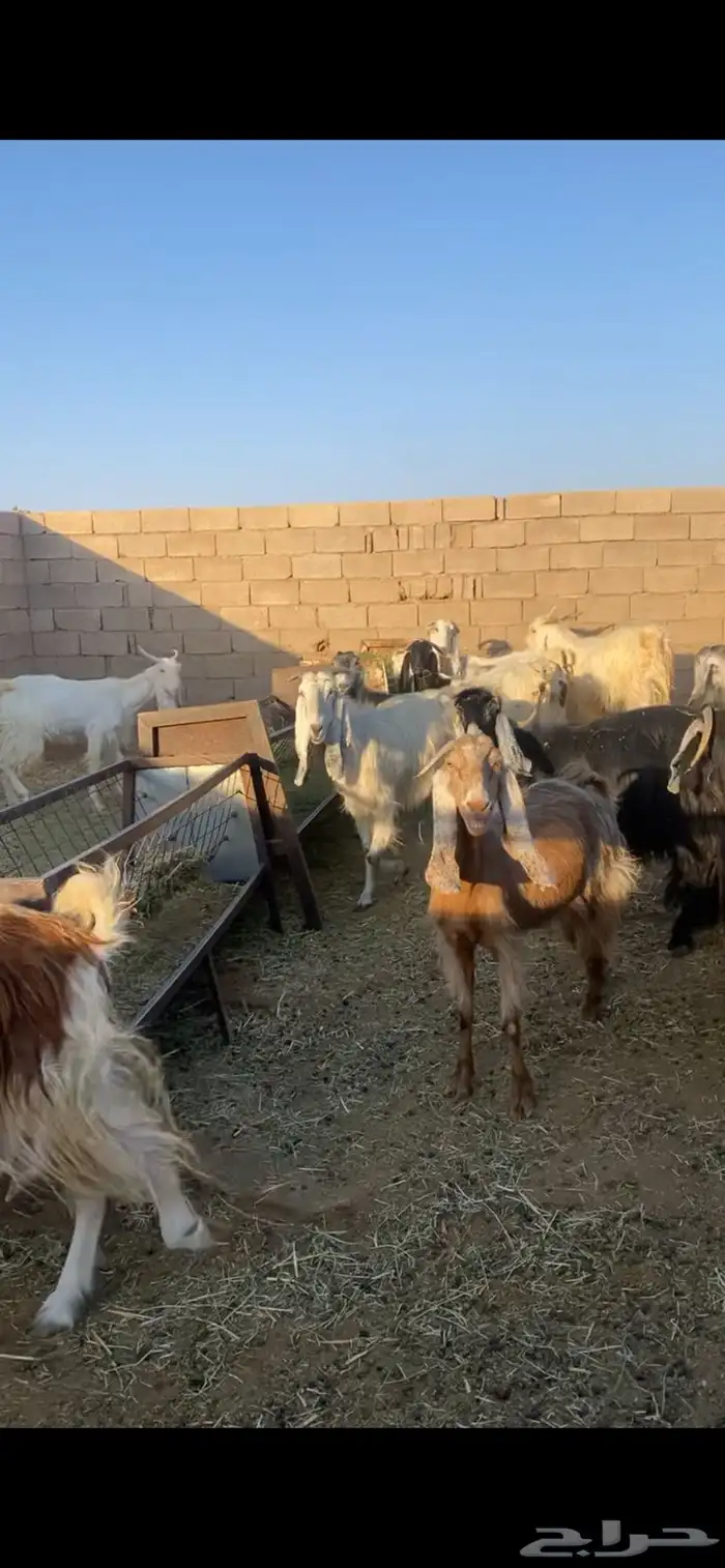 معزا مراح مشروكه 1