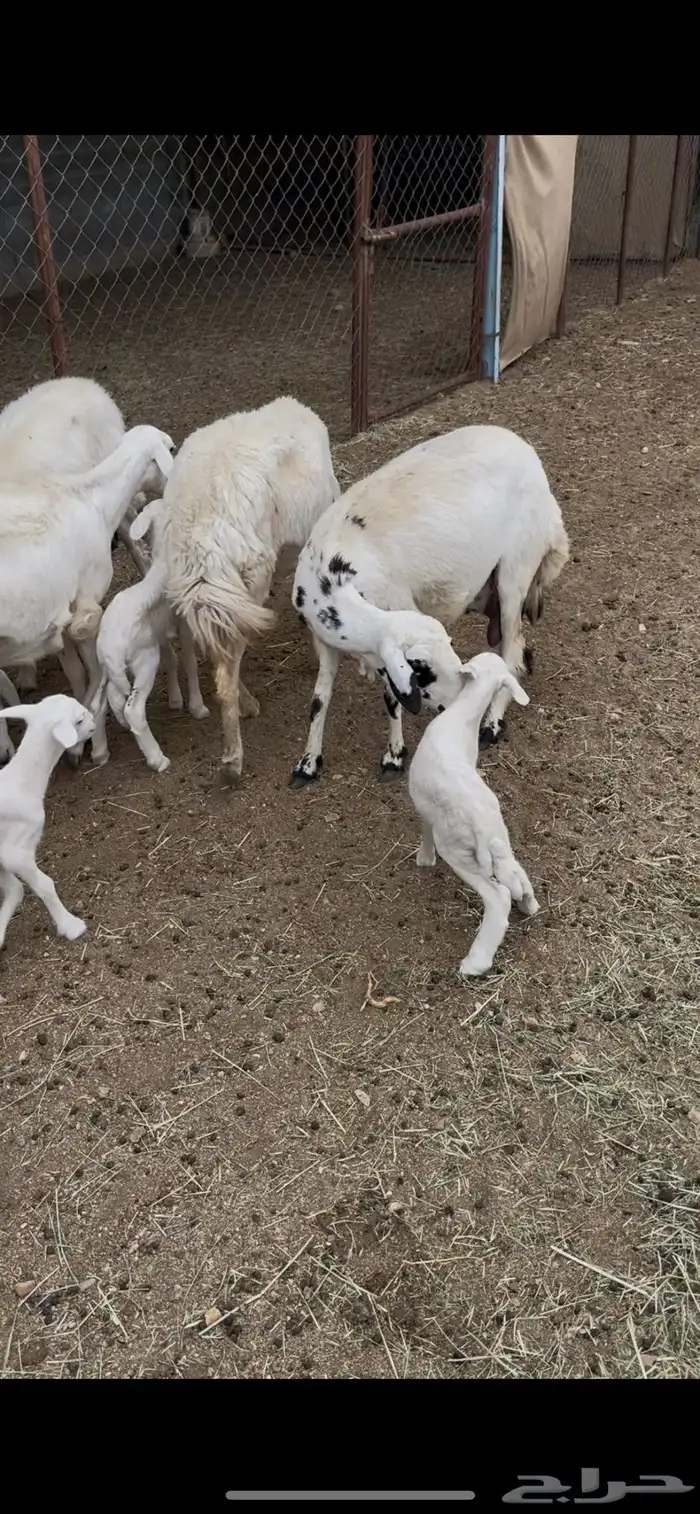 رخال ولد 5 عليها 6(مبيوعه) 1