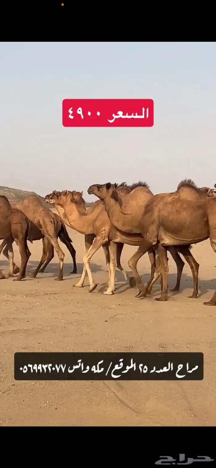 ابل نياق سواحل(( تم البيع )) 4