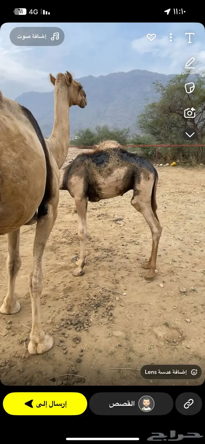 حاشي 0