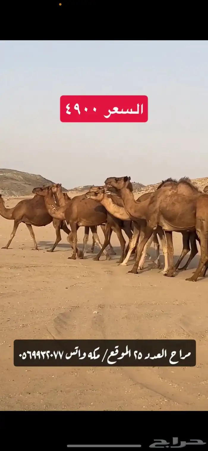 ابل نياق سواحل(( تم البيع )) 10