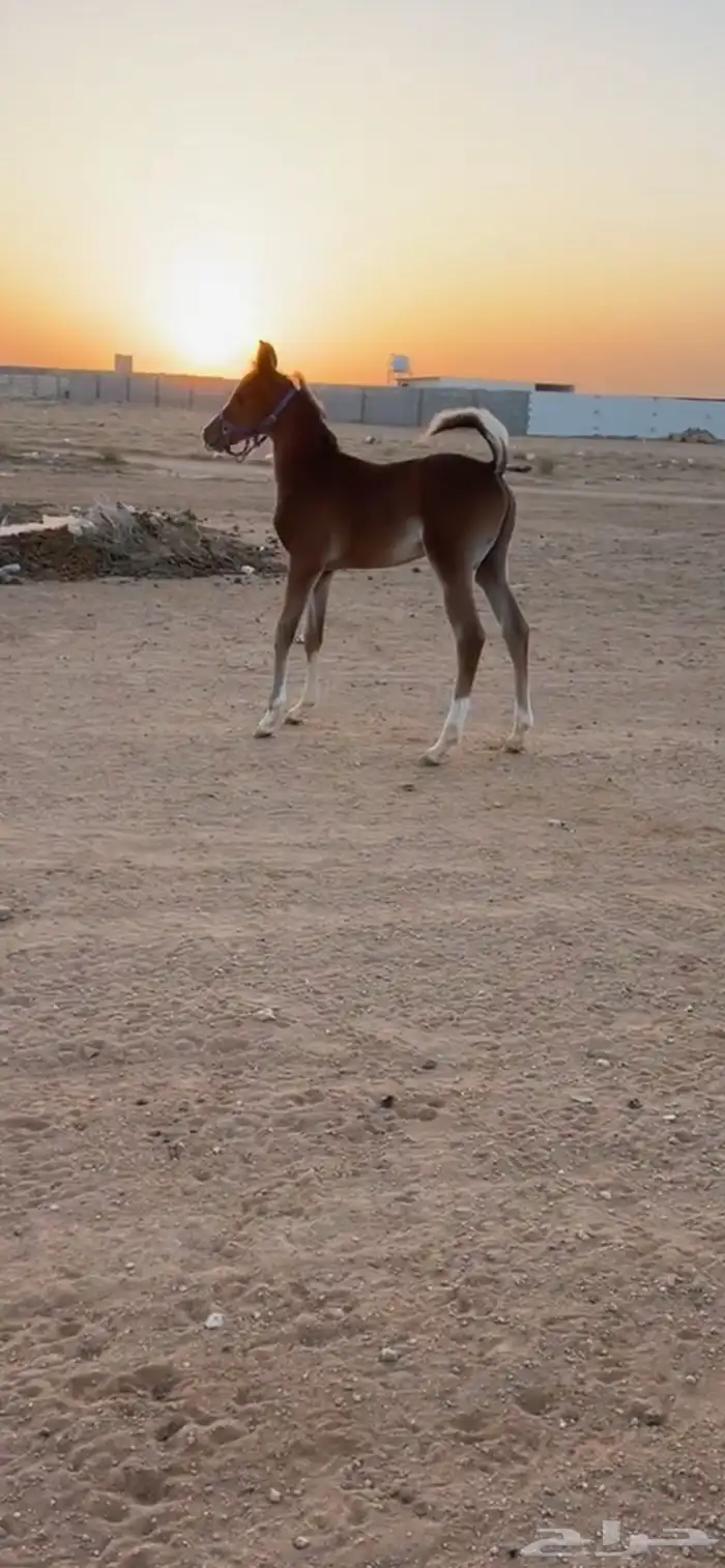 للبيع فرس عربيه 4