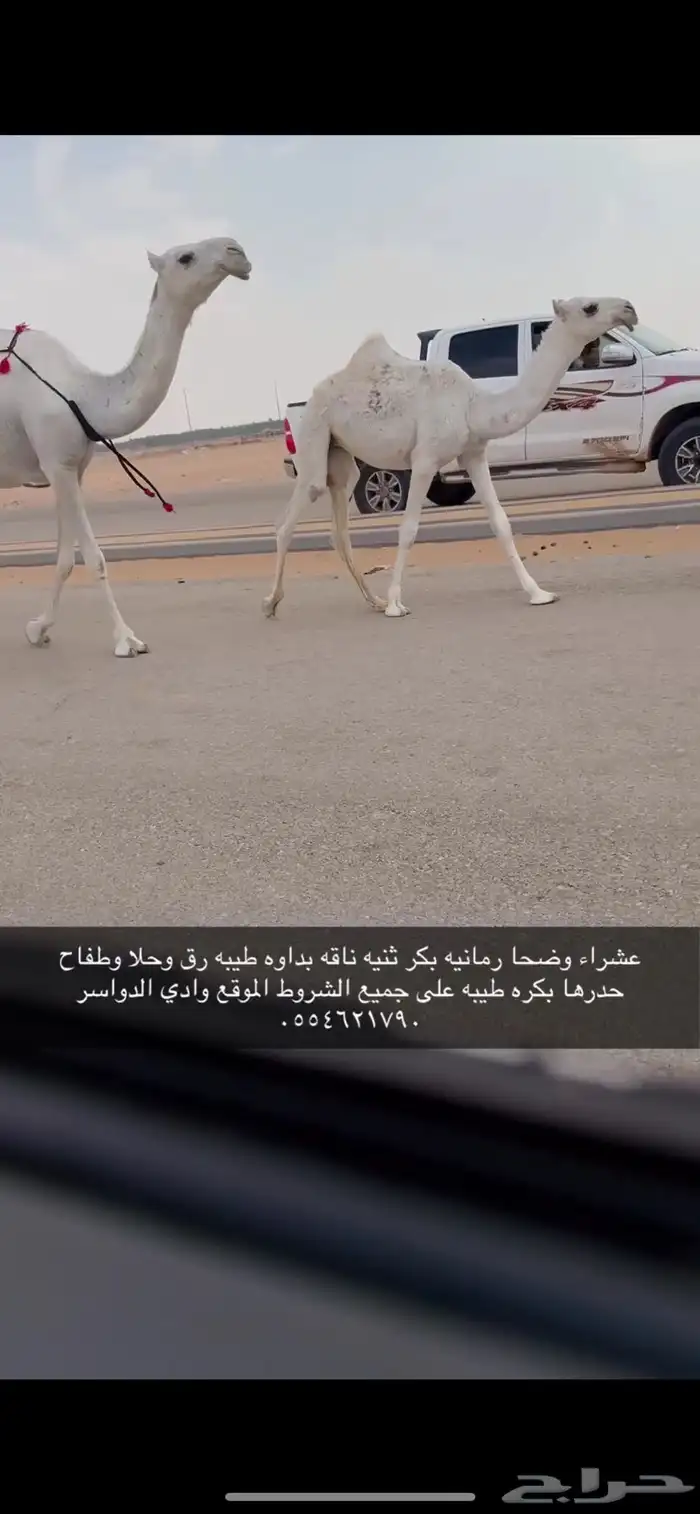 عشرا وضحا ثنيه معها بكره 1