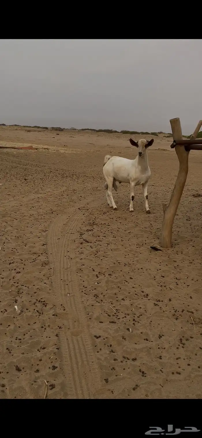 تيس بيشي صنف 1