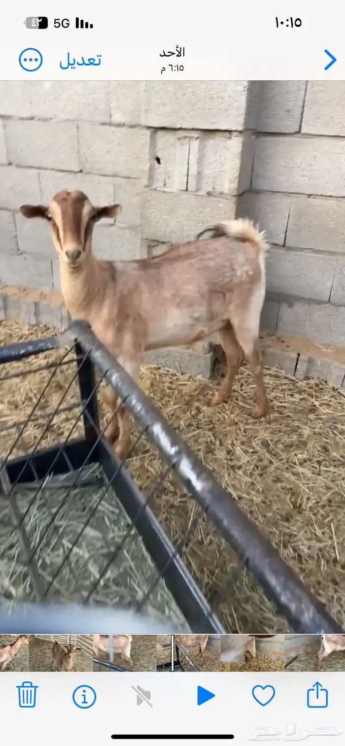 عنز جنوبيه 1