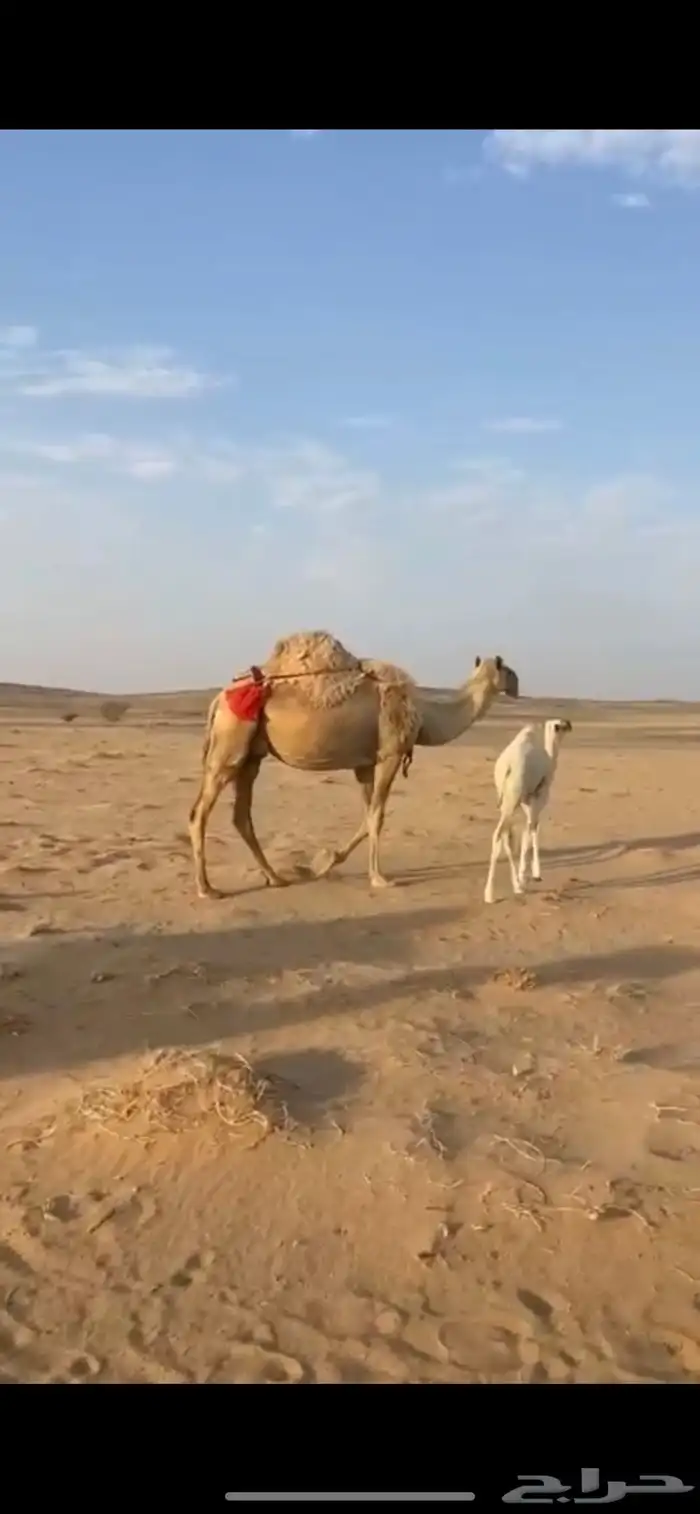 البيع خلفه 1