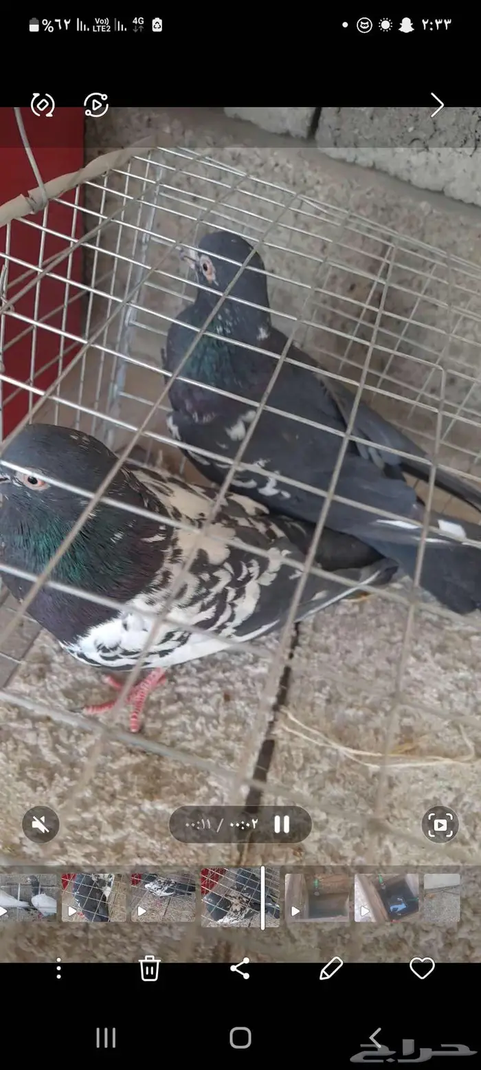 جوز حمام بكستاني 0
