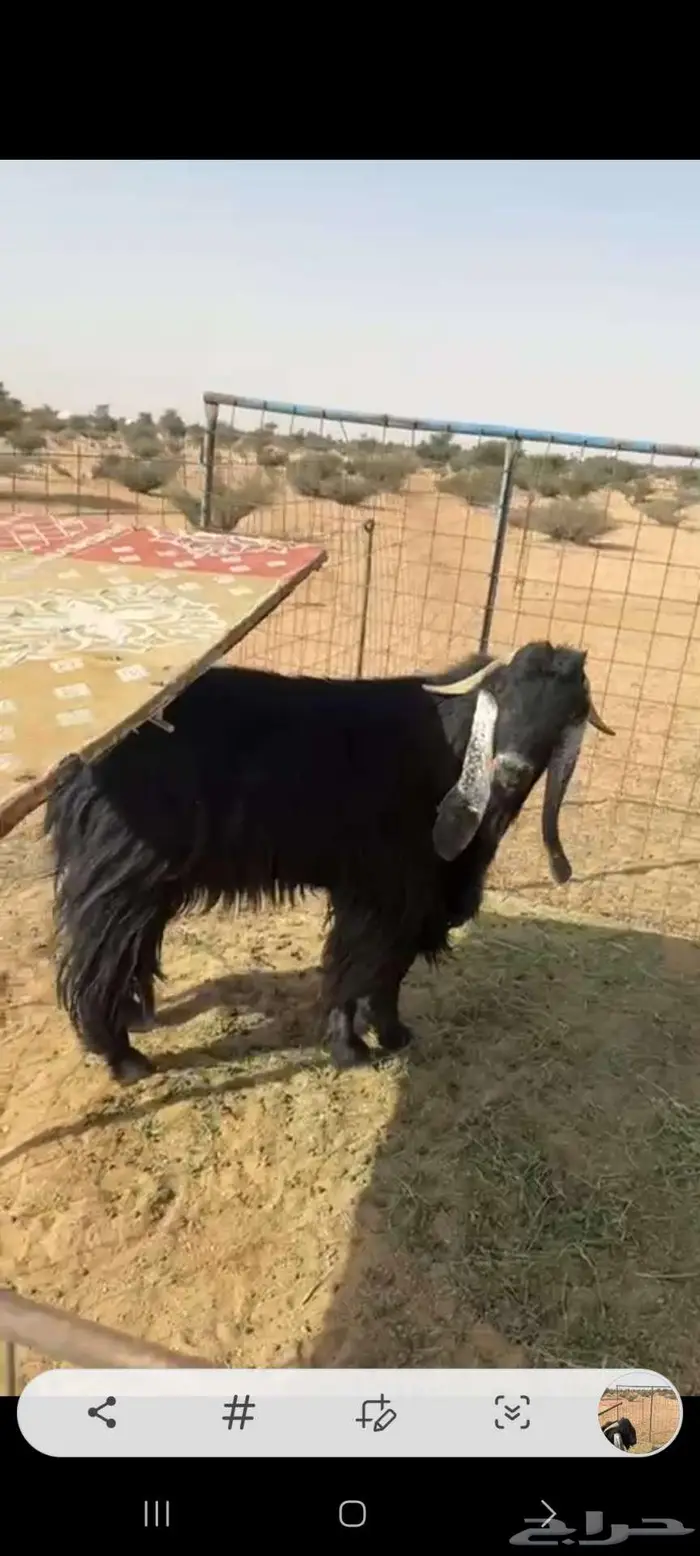 تيس عارضي.. سلاله طيبه 1