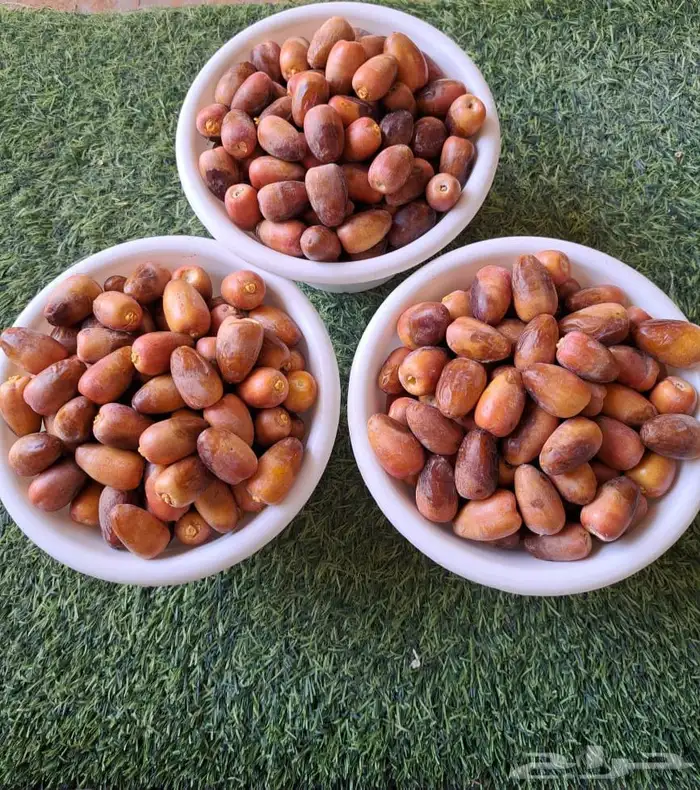 فروخ نخل خصابة هويمل من المالك مباشرة 2