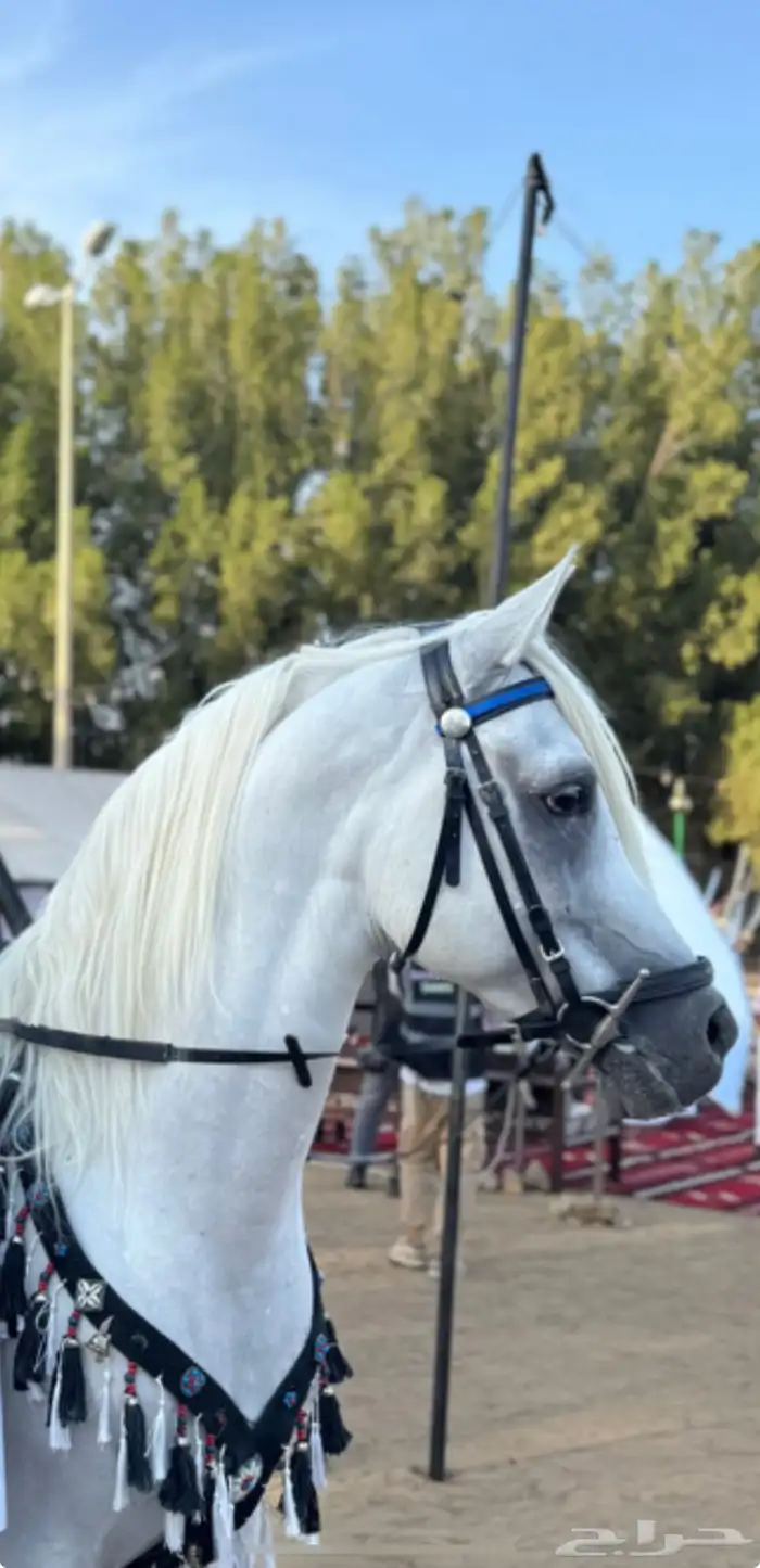 مربط نور الفهد ( ايواء غرف خيل - تدريب - بيع - شراء ) 2