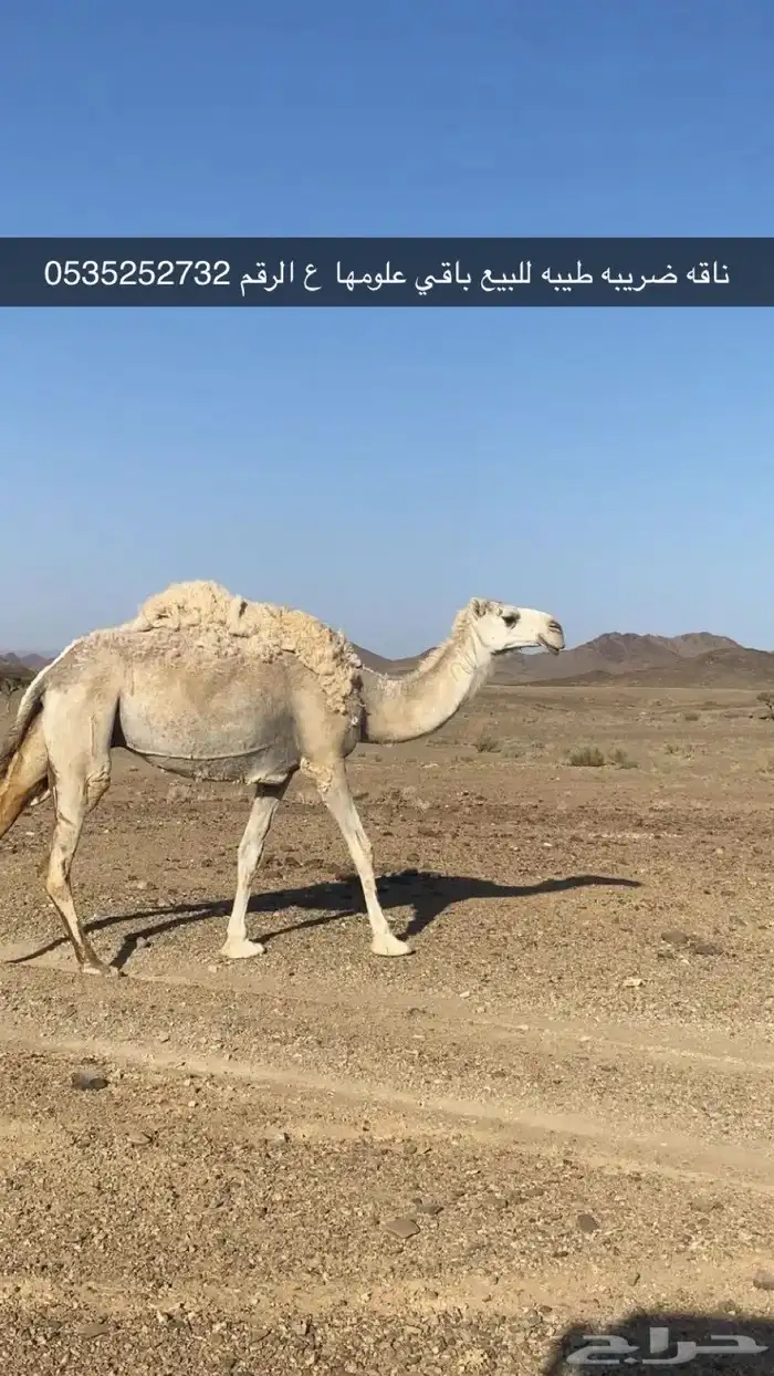 ناقة طيبة ما يجي غير الصامل 0