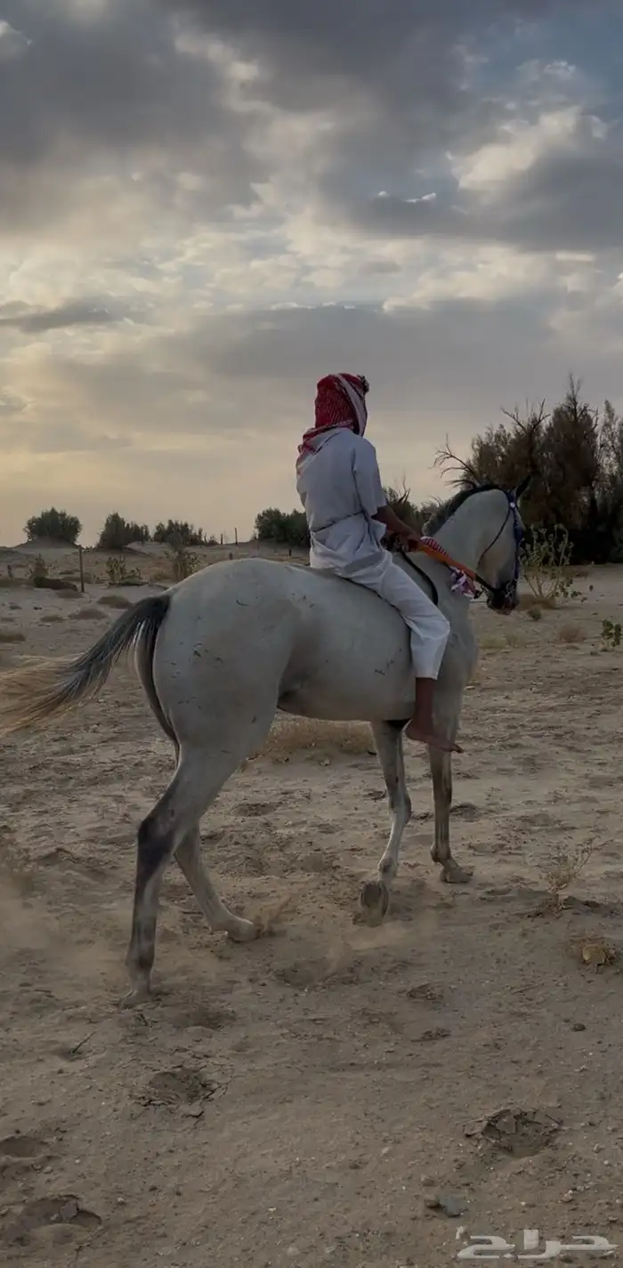 حصان سباقات بطل 4